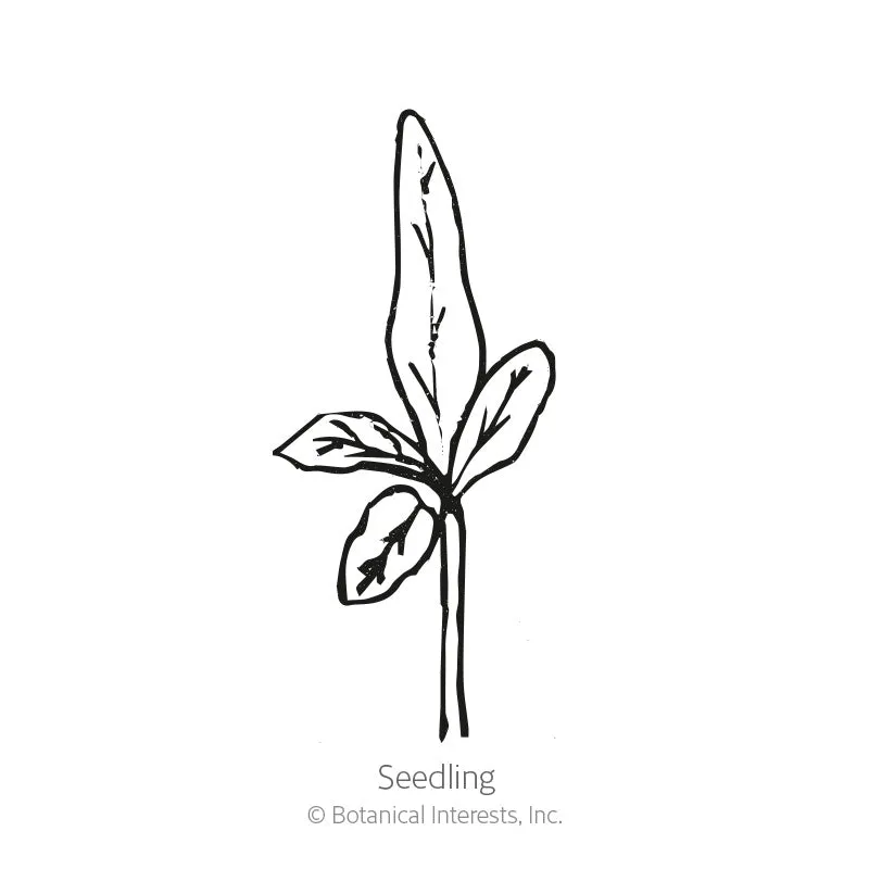 Long Purple Eggplant Seeds